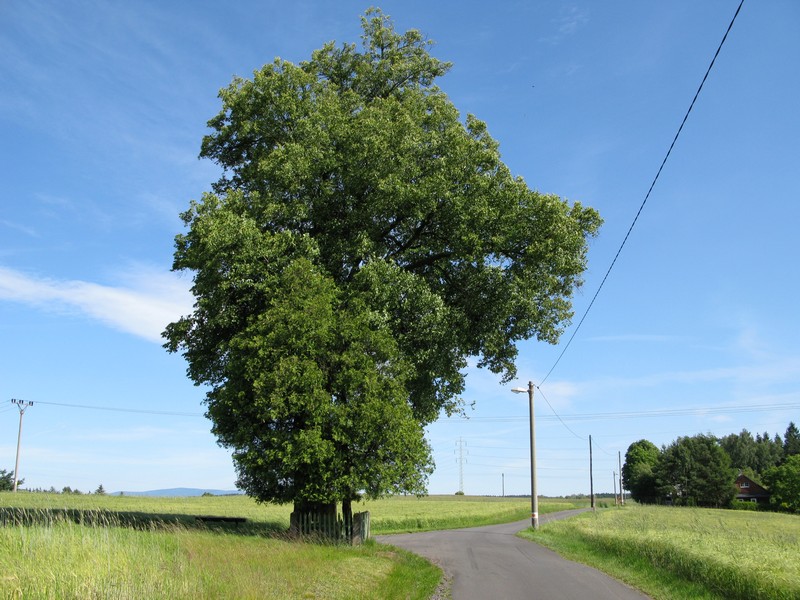 Lípa při cestě do Olešnice