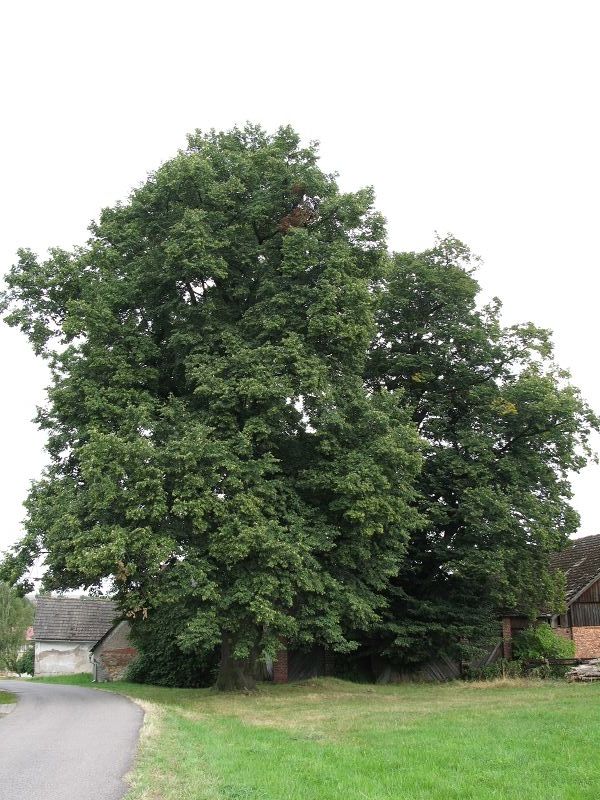 Lípy pod vlakovým nádražím